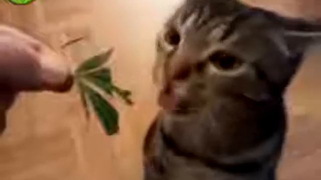 Кот ест смешную траву смотреть онлайн