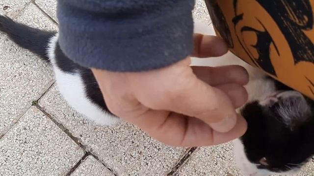 #кошки подсели на сухой корм смотреть онлайн
