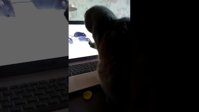 Кот охотится на мышей в интернете смотреть онлайн