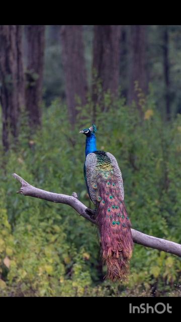 Peacock Sound || смотреть онлайн