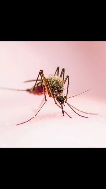 😲😱 Female mosquito करती है bite || fact about mosquito Unique fact hindi #shorts #trending смотреть онлайн