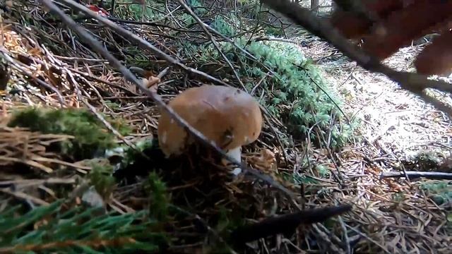 Як на даний час непоганий результат, по Білі Гриби в Карпати