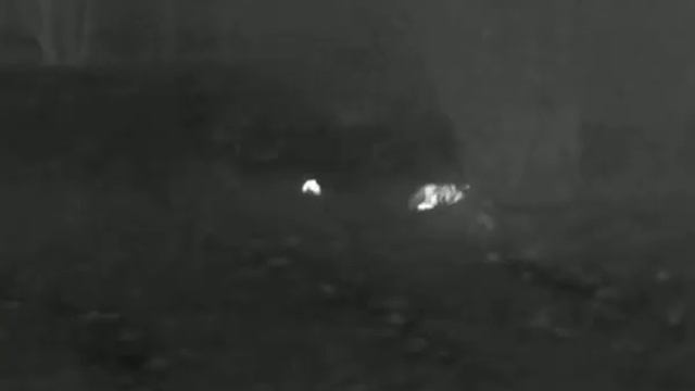 Лиса и Кот смотреть онлайн