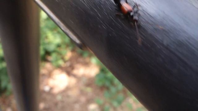 마구 다가오다가 날아가버린 집게벌레 смотреть онлайн