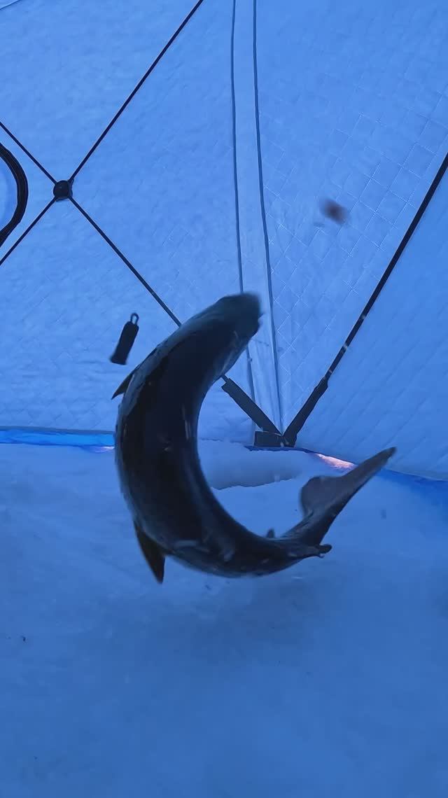 Горная рыбалка-Ловля Ленка в глухозимье смотреть онлайн