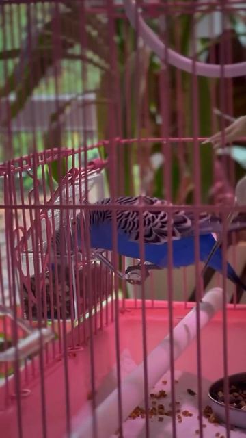 Что стало с попугаем, который к нам прилетел. Продолжение истории смотреть онлайн