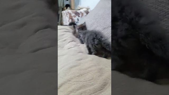 Взял шефство над малым🥰 смотреть онлайн