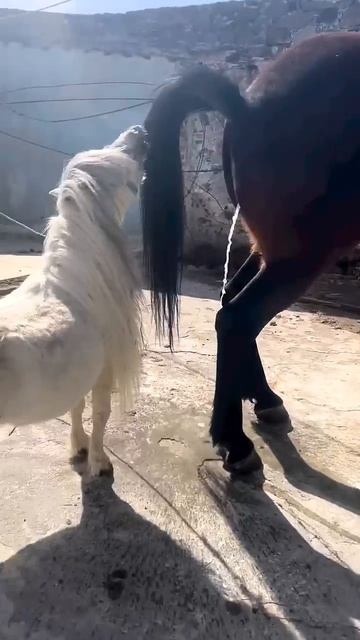 los ponis son utilizados para insentivar las yeguas a dar celos смотреть онлайн