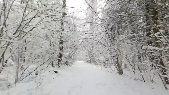 Гуляю по лесу рассуждаю о жизни!