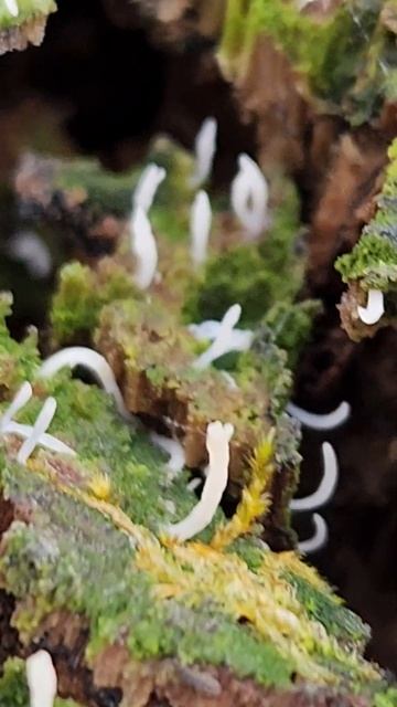 Another sighting of Multiclavula mucida, in Giant city state park. Southern Illinois.