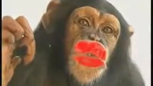 прикольная макака смотреть онлайн