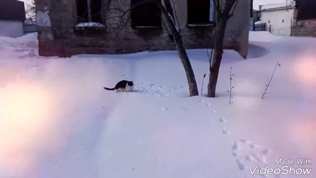 Кошка играет в снежки смотреть онлайн