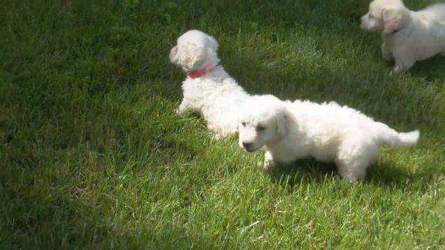 Marlin's Mini Goldendoodle Puppies! смотреть онлайн