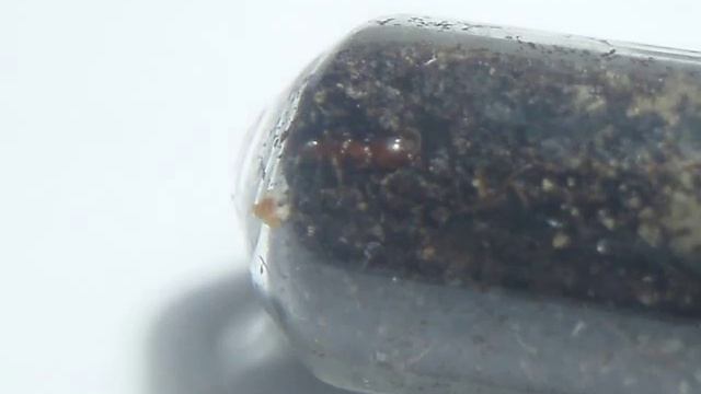 Bethyl wasp- female of wasp from tribe Bethylidae смотреть онлайн