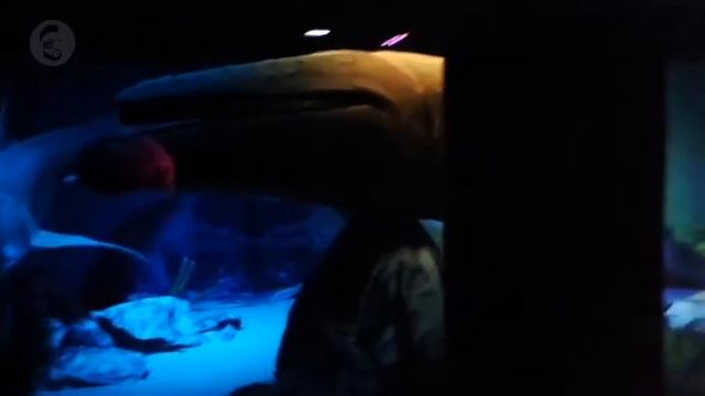 ANIMALES ANIMATRÓNICOS смотреть онлайн