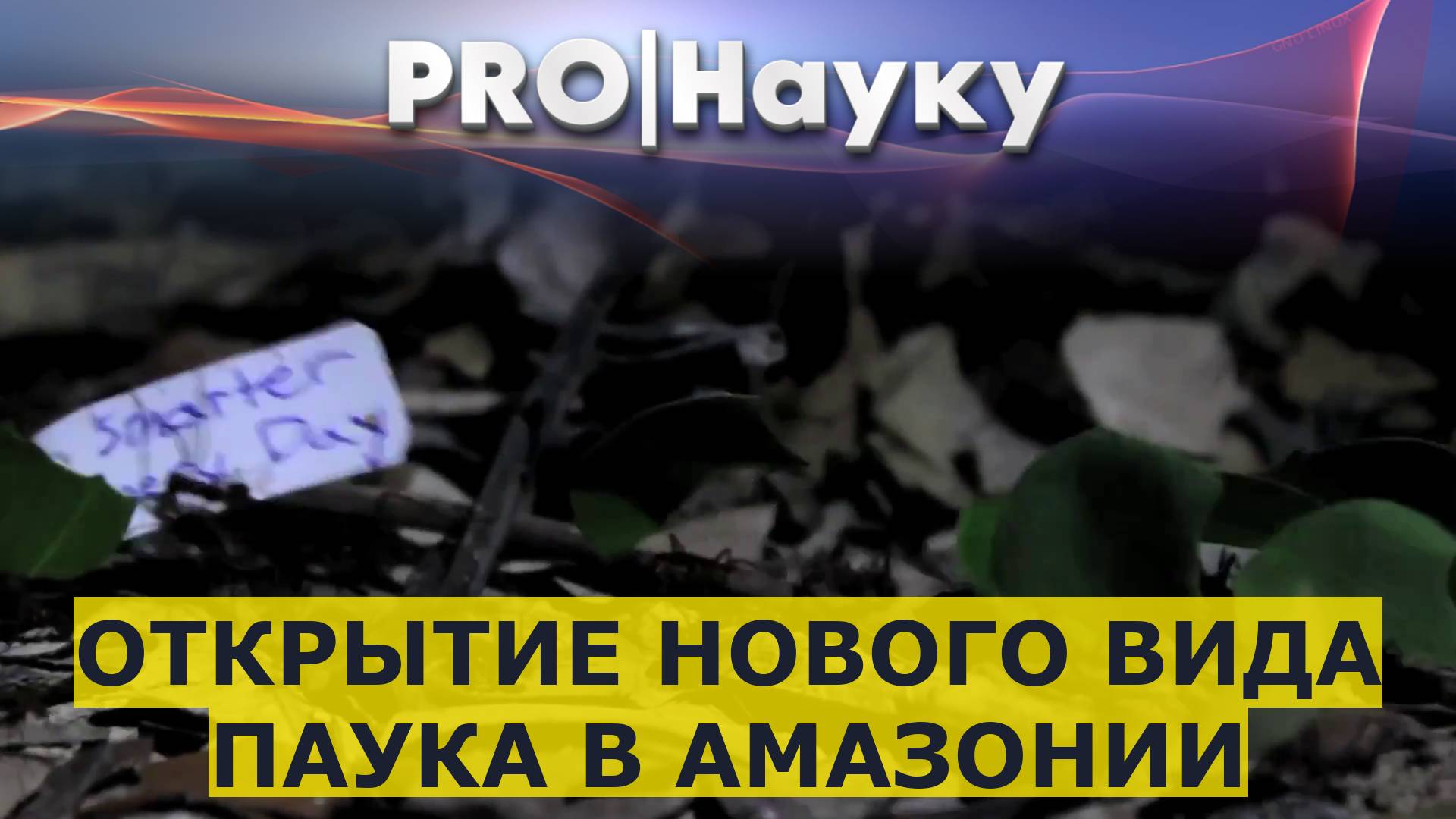 Открытие нового вида паука в Амазонии смотреть онлайн