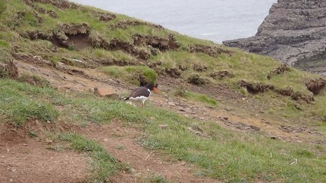 Haematopus ostralegus смотреть онлайн