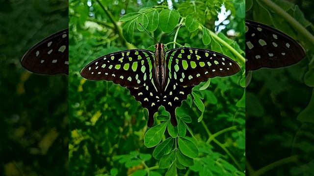 Beautiful Butterfly -Tailed Jay(Graphium agamemnon) #reels #trending #beautiful смотреть онлайн