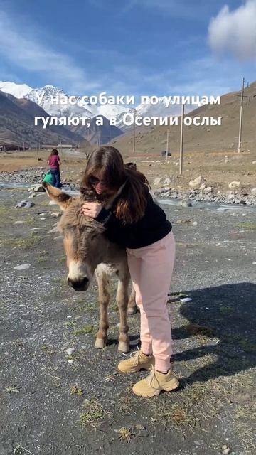 Обнимать осла в Осетии🥰 #осетия #севернаяосетияалания #владикавказ #видео #осёл #снимаю #обнимашки смотреть онлайн