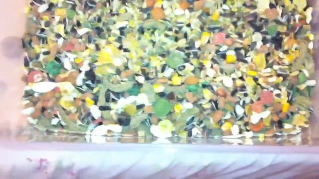 VERSELE LAGA HAMSTER CRISPY 11/09/12 смотреть онлайн