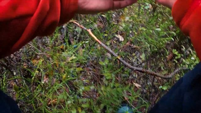 СВІТАНКОВІ БІЛІ ГРИБИ В КАРПАТАХ / БІЛІ ГРИБИ ВСІ ЯК ОДИН