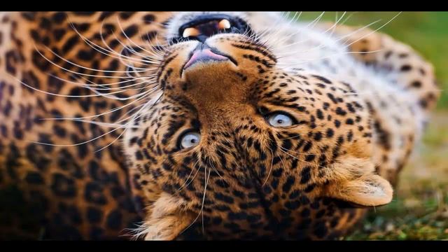 ЛЕОПАРД часть 7 смотреть онлайн