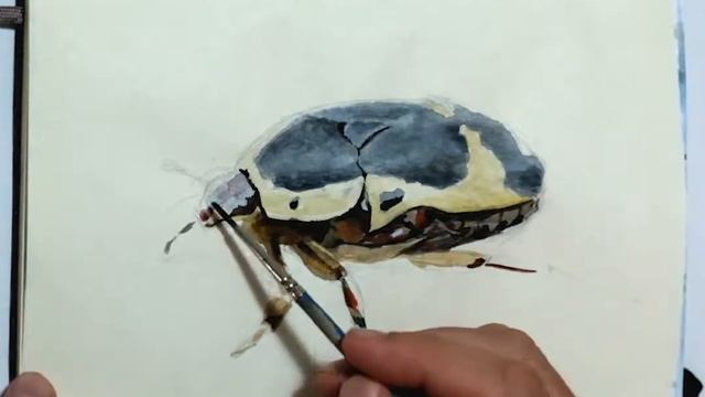 Fruit Chafer Beetle - Sped up Painting смотреть онлайн