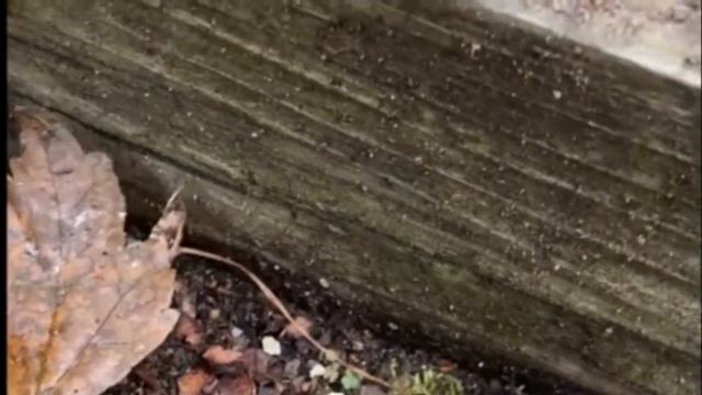 What's That Growing in my Garden ? Stink Horn Mushroom смотреть онлайн