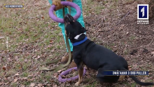 Без коментарів: змагання з Dog Puller смотреть онлайн
