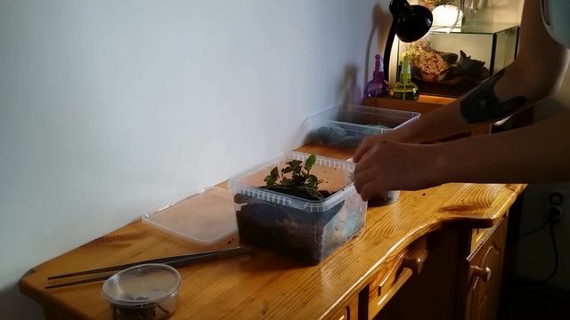 Przekładnie oraz info gatunkowe Grammostola rosea смотреть онлайн