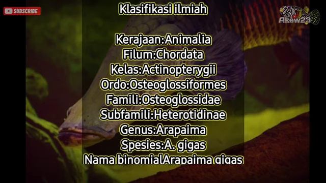 IKAN ARAPAIMA PIRARUCU SI RAJA NYA SUNGAI HUTAN AMAZON #arapaimagigas #amazon #fakta смотреть онлайн