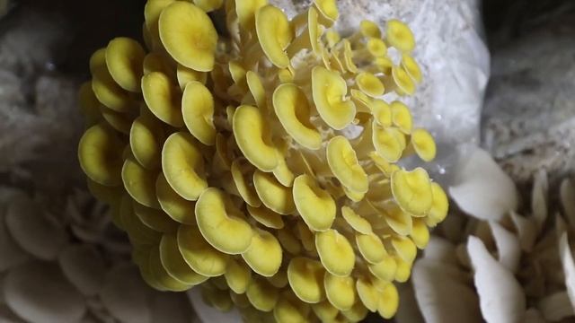 2019 Year Review from Mossy Creek Mushrooms! Liquid Cultures, Mushrooms, Oyster, Reishi, Spores, La смотреть онлайн