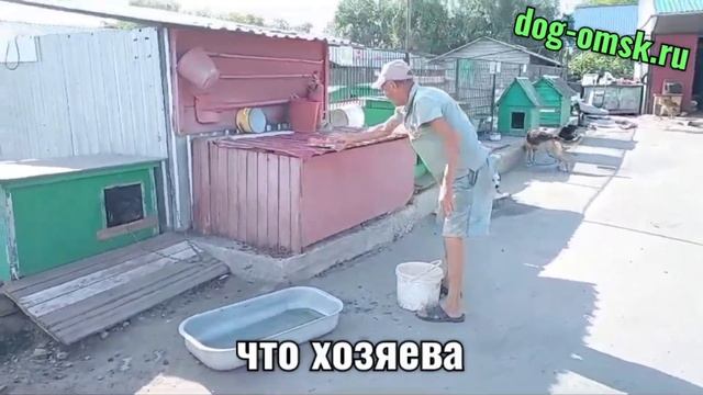 Про Тибетского мастифа и враньё! смотреть онлайн