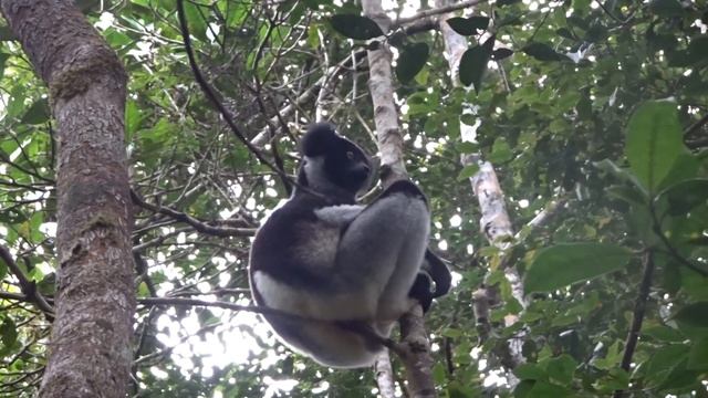 Indri Indri Lemurs and their loud calls #1 Perinet Parc, Madagascar смотреть онлайн