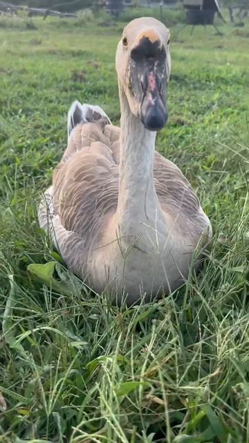 Gary Gusey from the law office of Duck, Duck, Gusey LLC смотреть онлайн