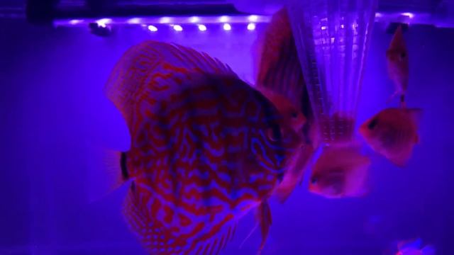 Feeding Discus смотреть онлайн