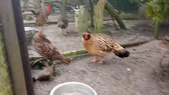 TRAGOPAN CABOTI смотреть онлайн
