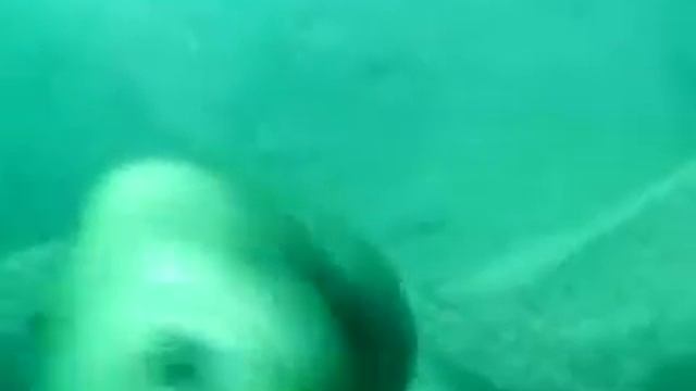 Friendly Sea Lion смотреть онлайн