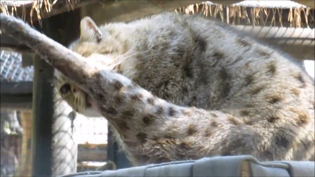 Виверровые кошка и кот 05.07.2023 смотреть онлайн