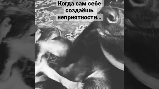 Наши милашки 🥰 #puppy #dog #dogs #щенок #собака #смешно #забавныеживотные смотреть онлайн