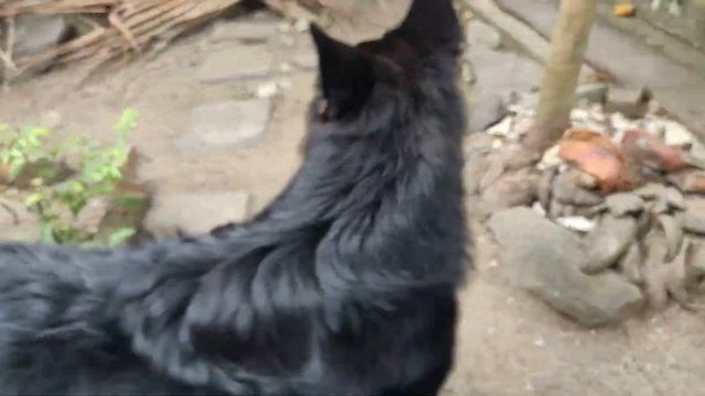 Cute German Shepherd Dog Pee On Trees | Best Funny Viral Animal Video 2022 смотреть онлайн