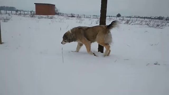 Эра Тохум весна 2017 года смотреть онлайн