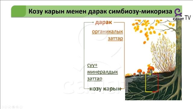 Ботаника 6 класс 30 сабак