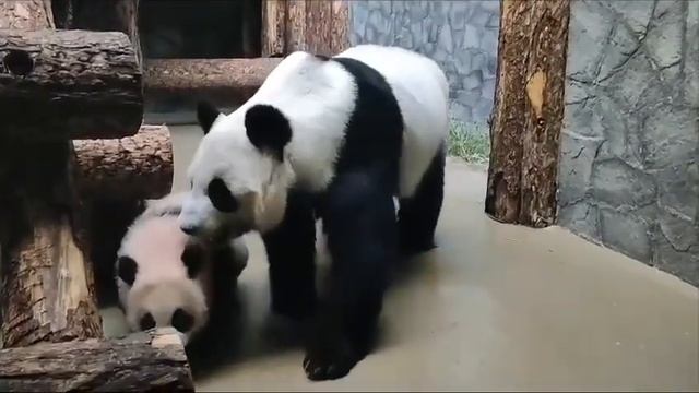 В московском зоопарке уже можно увидеть маленькую панду🐼 Катюшу смотреть онлайн