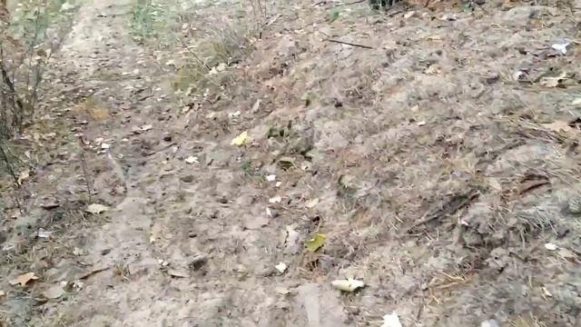 Упала на руку ☹️Воспоминания об СССР🔥 Красивые Мухоморы🍄🍄🍄