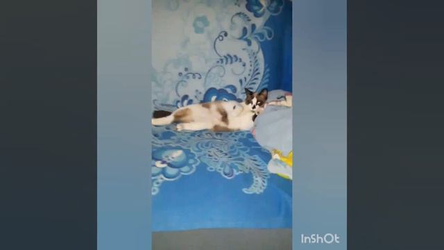 Жирный жирный жирный как поезд пассажирный! смотреть онлайн