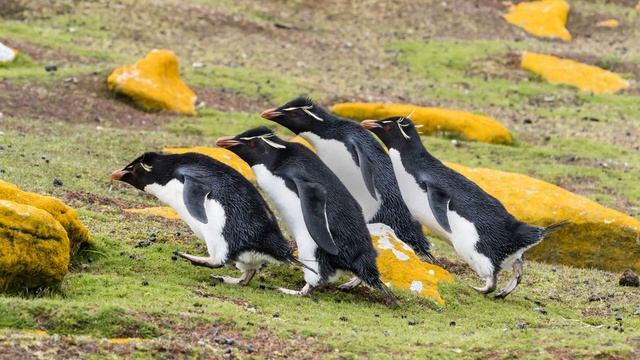 Двойной Фёдр   Мухоморный паровоз