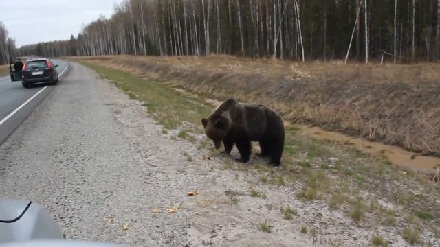 Медведи на дорогах смотреть онлайн
