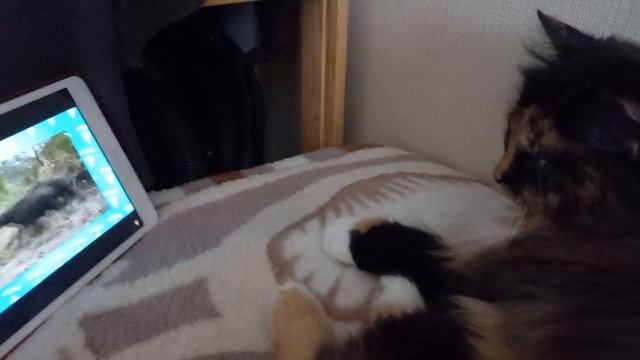 Кошечка смотрит передачу про животных. смотреть онлайн
