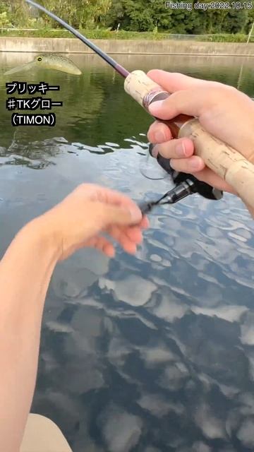 【管釣り】プリッキー♯TKグロー（TIMON）2022.10.15 смотреть онлайн